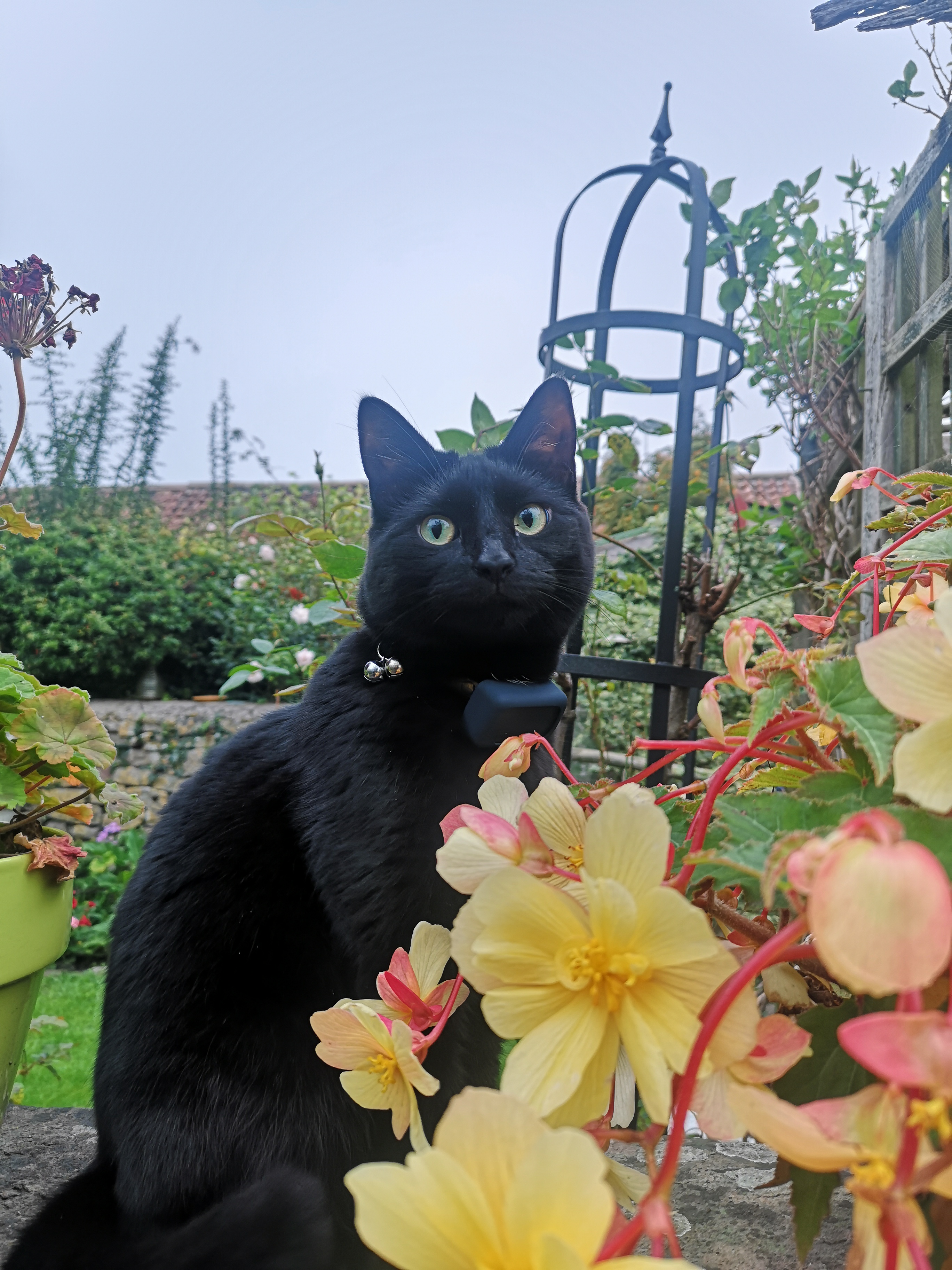 Freya
